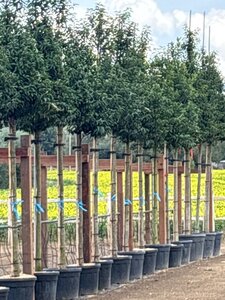 Prunus lusitanica 'Angustifolia' 14-16 Hoogstam cont. 55L - afbeelding 3