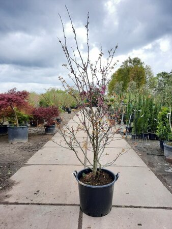 Cercis siliquastrum 200-250 cm container meerstammig - afbeelding 1