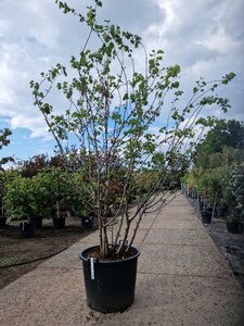 Cercis siliquastrum 200-250 cm container meerstammig - afbeelding 3