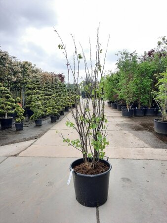 Cercis siliquastrum 200-250 cm container meerstammig - afbeelding 4