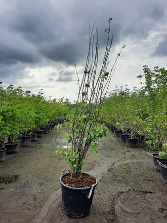 Cercis siliquastrum 200-250 cm container meerstammig - afbeelding 5