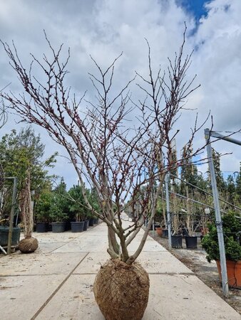 Cercis siliquastrum 200-250 cm container meerstammig - afbeelding 6