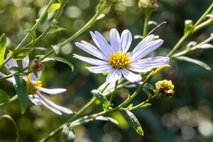 Kalimeris incisa 'Charlotte' geen maat specificatie 0,55L/P9cm