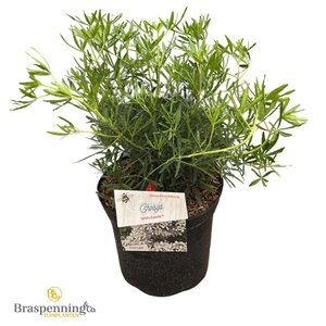 Choisya t. White Dazzler 30-40 cm cont. 5,0L - afbeelding 1