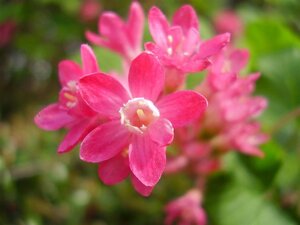 Ribes sanguineum 60-100 cm wortelgoed struik - afbeelding 1