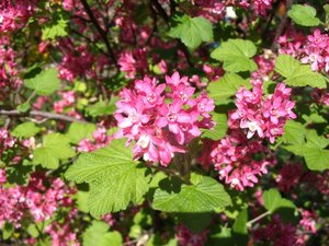 Ribes sanguineum 60-100 cm wortelgoed struik - afbeelding 2