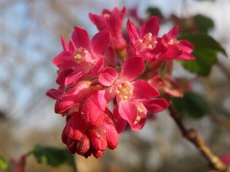 Ribes sanguineum 60-100 cm wortelgoed struik - afbeelding 3