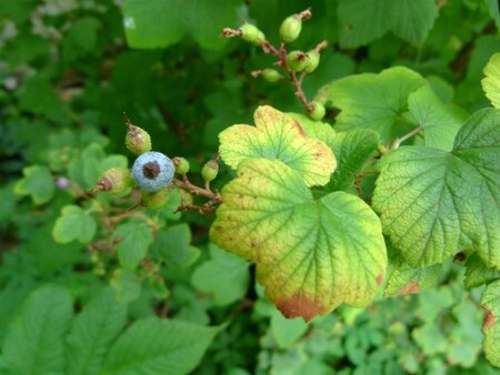 Ribes sanguineum 60-100 cm wortelgoed struik - afbeelding 4