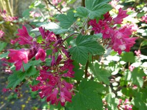 Ribes sanguineum 60-100 cm wortelgoed struik - afbeelding 5