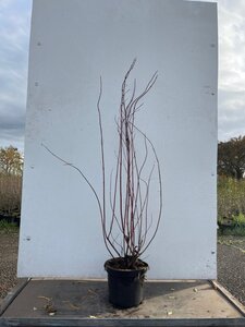 Cornus alba 'Elegantissima' 100-125 cm cont. 7,5L