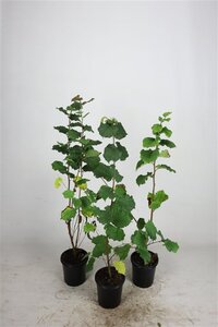 Corylus avellana 60-100 cm cont. 2,5L