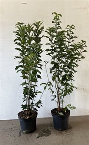 Euonymus europaeus 100-125 cm cont. 7,5L