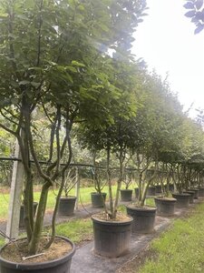 Carpinus betulus 250-300 cm cont. 110L meerstammig