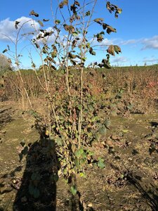 Corylus avellana 175-200 cm met kluit