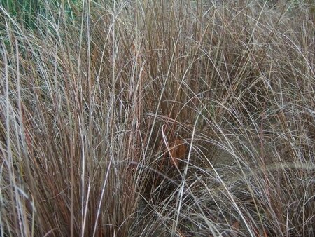 Carex buchananii geen maat specificatie 0,55L/P9cm - image 1