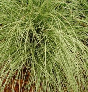 Carex comans 'Amazon Mist' geen maat specificatie 0,55L/P9cm