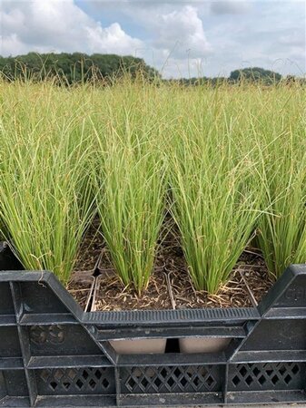 Carex comans 'Amazon Mist' geen maat specificatie 0,55L/P9cm - image 3