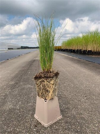 Carex comans 'Amazon Mist' geen maat specificatie 0,55L/P9cm - image 4