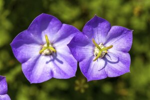 Campanula carpatica geen maat specificatie 0,55L/P9cm - afbeelding 2