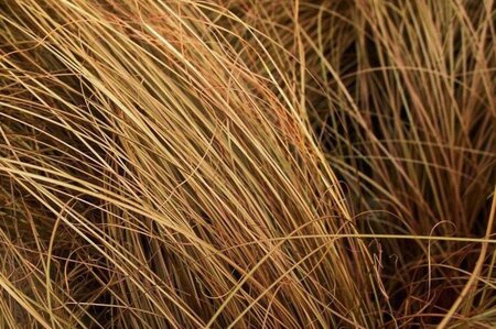 Carex comans 'Bronco' geen maat specificatie 0,55L/P9cm - image 1