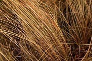 Carex comans 'Bronco' geen maat specificatie 0,55L/P9cm