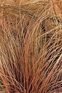 Carex comans 'Bronco' geen maat specificatie 0,55L/P9cm - image 2