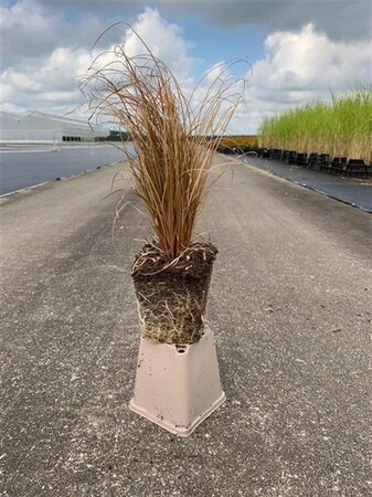 Carex comans 'Bronco' geen maat specificatie 0,55L/P9cm - image 4