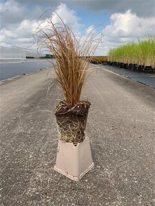 Carex comans 'Bronco' geen maat specificatie 0,55L/P9cm - image 4