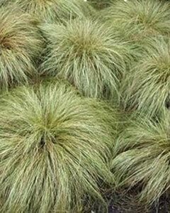 Carex comans 'Frosted Curls' geen maat specificatie 0,55L/P9cm