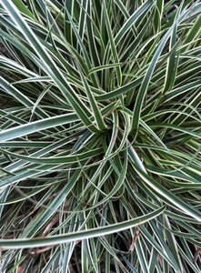 Carex conica 'Snowline' geen maat specificatie 0,55L/P9cm