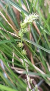 Carex divulsa geen maat specificatie 0,55L/P9cm