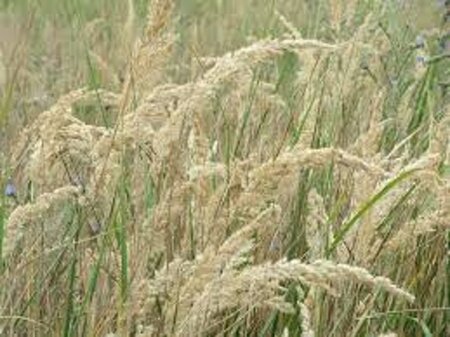 Calamagrostis epigejos geen maat specificatie 0,55L/P9cm - image 2
