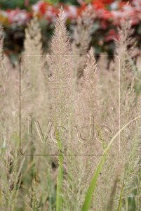 Calamagrostis brachytricha = Achnaterum brachytrichum (verouderd) geen maat specificatie 0,55L/P9cm - afbeelding 7