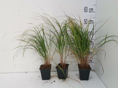 Calamagrostis brachytricha = Achnaterum brachytrichum (verouderd) geen maat specificatie 0,55L/P9cm - afbeelding 10