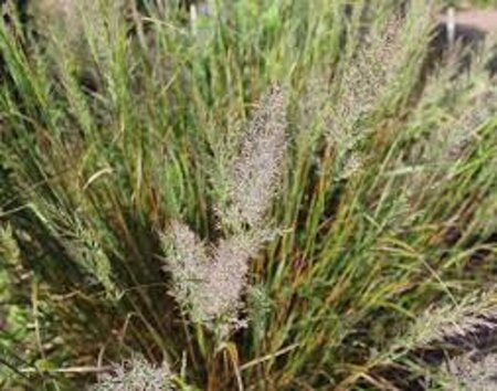 Calamagrostis brachytricha = Achnaterum brachytrichum (verouderd) geen maat specificatie 0,55L/P9cm - afbeelding 2