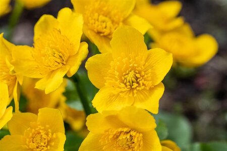 Caltha palustris geen maat specificatie cont. 2,0L - afbeelding 2