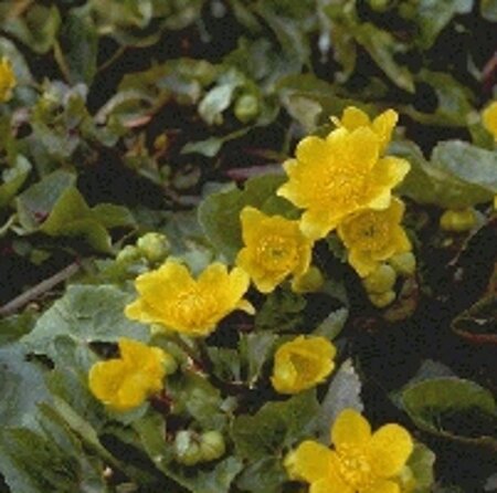 Caltha palustris geen maat specificatie 0,55L/P9cm - image 1