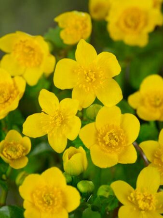 Caltha palustris geen maat specificatie 0,55L/P9cm - image 2