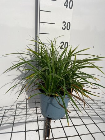 Carex morrowii 'Ice Dance' geen maat specificatie cont. 2,0L - afbeelding 3