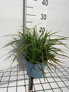 Carex morrowii 'Ice Dance' geen maat specificatie cont. 2,0L - afbeelding 3