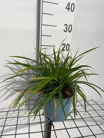 Carex morrowii 'Irish Green' geen maat specificatie cont. 2,0L - afbeelding 5