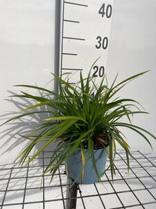 Carex morrowii 'Irish Green' geen maat specificatie cont. 2,0L - afbeelding 5