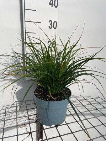Carex morrowii geen maat specificatie cont. 2,0L - afbeelding 2