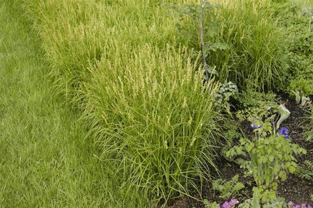 Carex muskingumensis geen maat specificatie 0,55L/P9cm - image 1