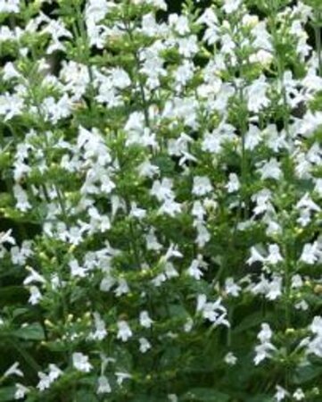 Calamintha n. 'Marvelette White' geen maat specificatie 0,55L/P9cm - image 1