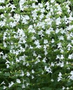 Calamintha n. 'Marvelette White' geen maat specificatie 0,55L/P9cm