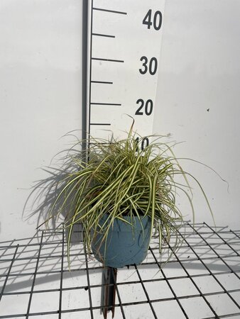 Carex oshim. 'Evergold' geen maat specificatie cont. 2,0L - afbeelding 5