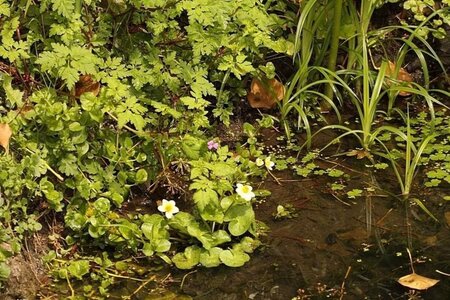 Caltha palustris alba geen maat specificatie 0,55L/P9cm - image 2
