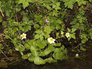 Caltha palustris alba geen maat specificatie 0,55L/P9cm - image 3