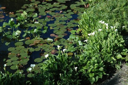 Calla palustris geen maat specificatie cont. 2,0L - image 2